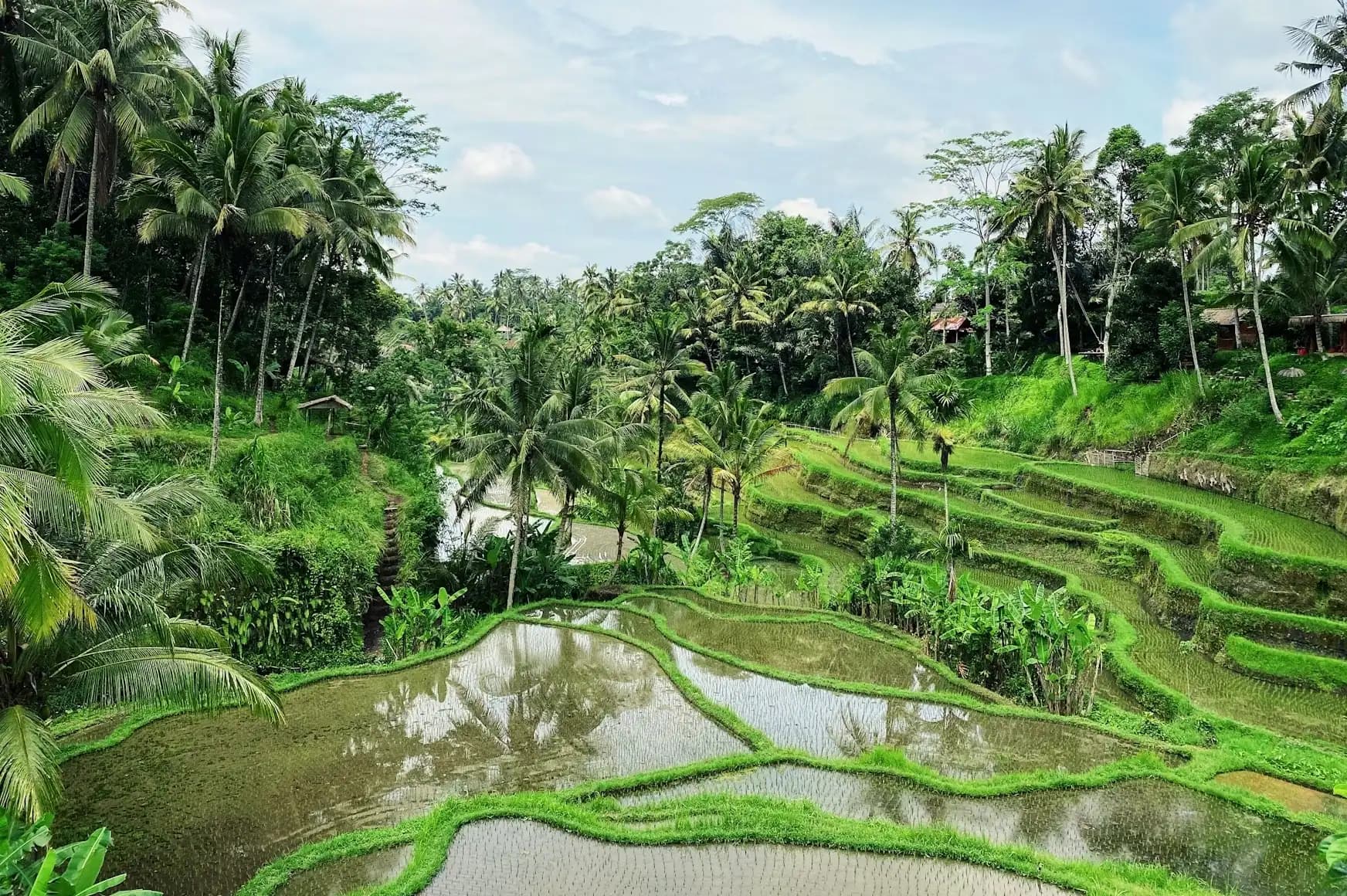 Ubud point of view nature